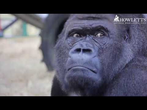 Our handsome silverback, Kifu turns 31!