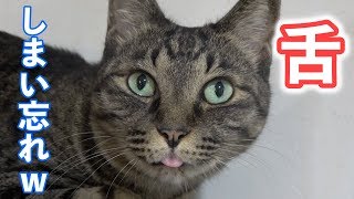 舌を戻し忘れてる猫がおもしろいｗ