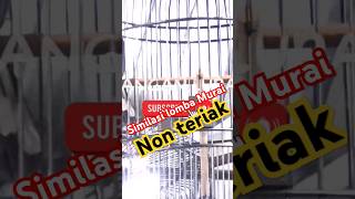 Download lagu Simulasi lomba murai batu jernih non teriak pancingan emosi murai batu #muraibatugacor #simulasi mp3