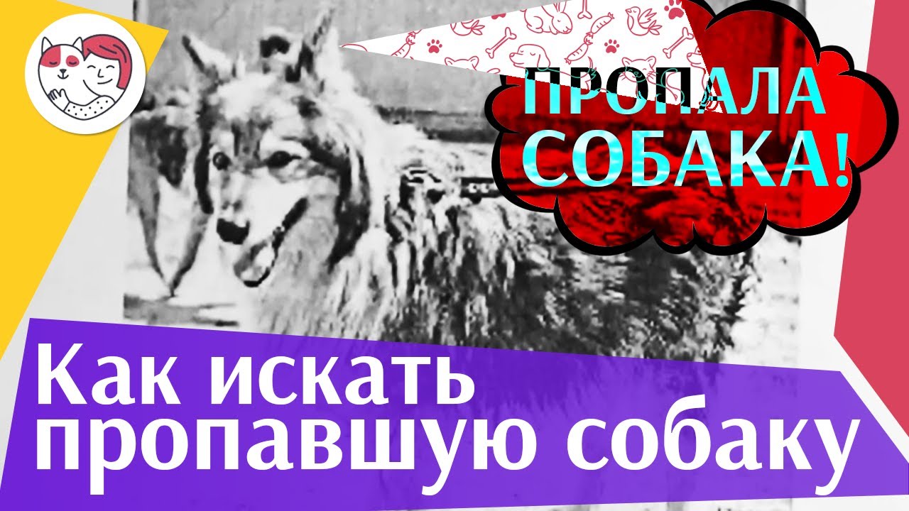 Что делать если пропала собака? Рекомендации на канале ilike.pet