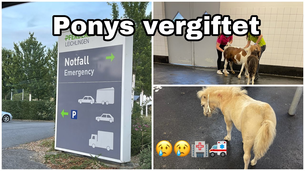 Stuten und Fohlen vergiftet- Lebensgefahr für Inshima und Decora