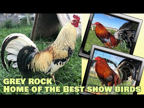 Nice Birds Grey Rock Farm Visit