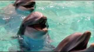 Will Young ♫  Beyond the sea  ♫ dolphins ♫