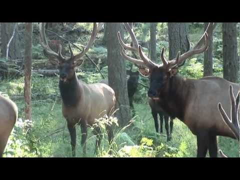 "Around the Pacific Northwest" with Grant Goodeve exploring NW Trek wildlife park Video