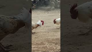 Download lagu adu ayam#sabung ayam mp3