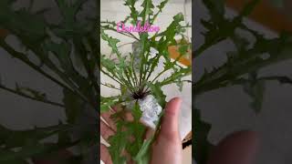 Dandelion❤️ Precious Plant in Tropics😲#dandelions