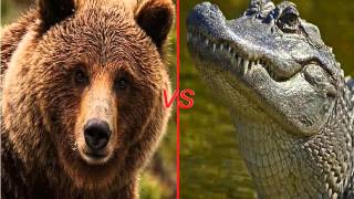 Battle of the Animal Kingdom Grizzly Bear vs American Alligator