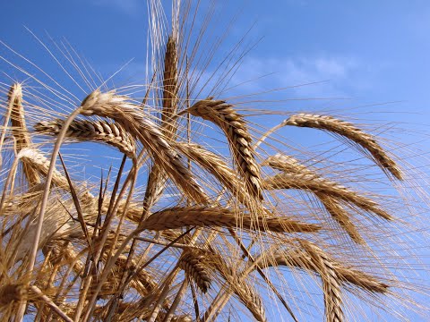 Pani al museo - Etnografia del pane in Lombardia