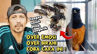 Download lagu MURAI BATU OVER EMOSI DAN OVER BIRAHI BISA PULIH DENGAN CARA INI ‼️ mp3