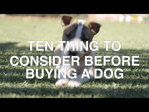 10 THINGS TO CONSIDER BEFORE BUYING A DOG