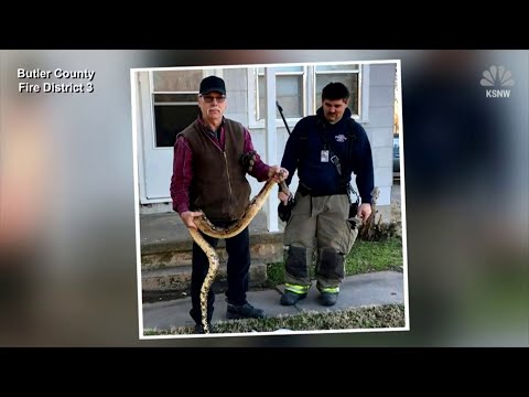 Sofa Surprise: Kansas Man Finds Huge Snake Under Couch Cushions
