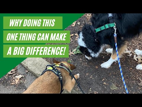 How to add sniffing to your dog's walk
