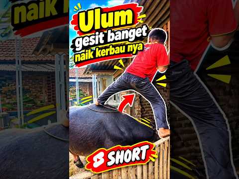 Ulum gesit banget naik kerbau nya #trendingshorts #kerbau