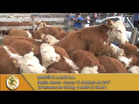 11-05-17 Venta de Machos - Martin G. Lalor S.A. - Benito Juárez