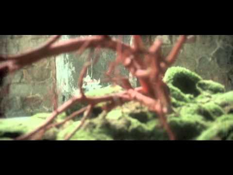 HULK CITY "The Wake" - Alternative Rock