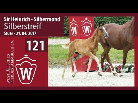 121 Silberstreif  Stute v. Sir Heinrich - Silbermond