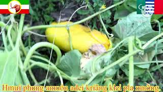 Gir tǐr mǎ bruă čiǎng mâo rup, mâo klei khǎp klei hdǐp.