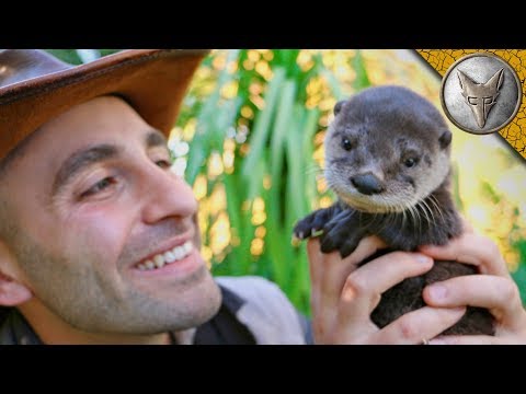 The Most Adorable Baby Otter Ever Will Teach You About Otters