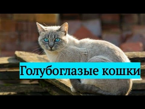 ТОП - 5 кошек с голубыми глазами!