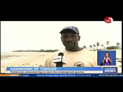 A group of fishermen at the coast volunteer to protect endangered species -turtle