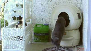 "Sasha" & Her Around the World, the best automatic self-cleaning litter box