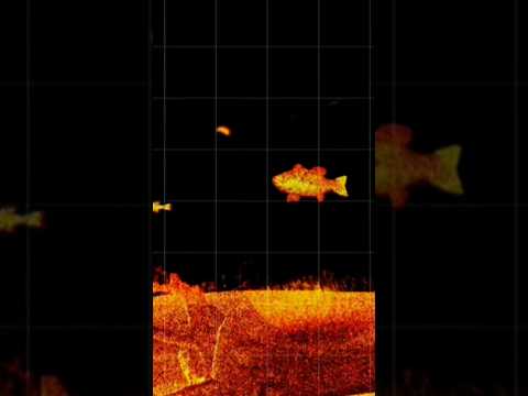 BEST FISH FINDER IN THE WORLD? (UNREAL) 😱 #shorts #fishing #livescope #lvs36 #garmin