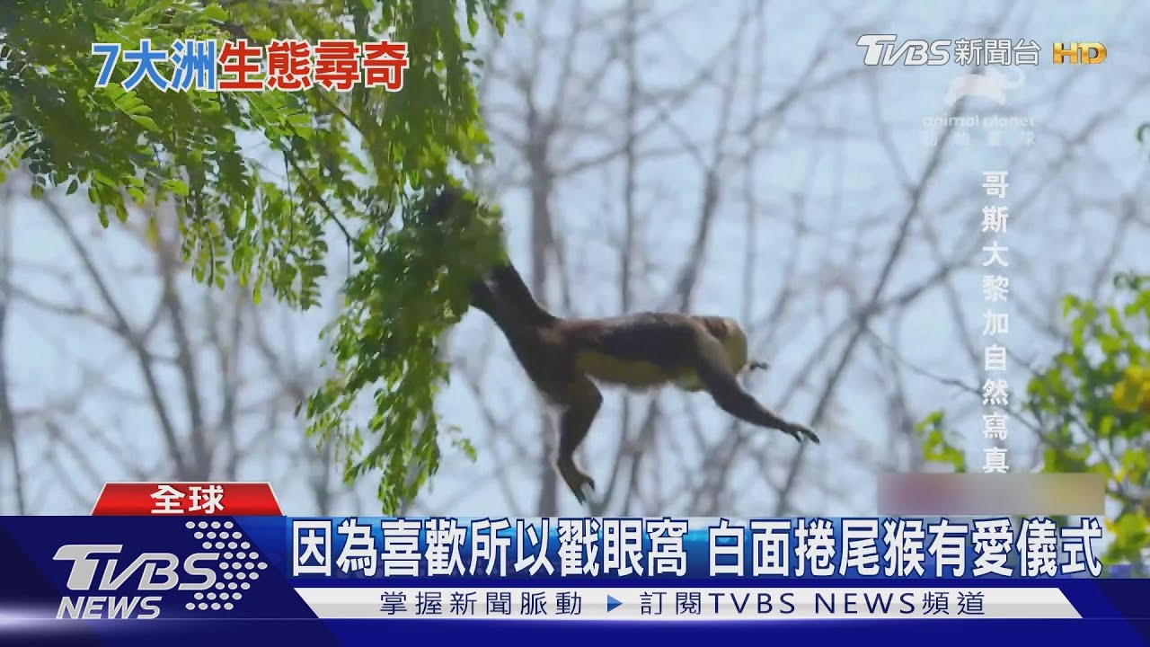 「因為喜歡所以戳眼窩」　白面捲尾猴有愛的獨特儀式