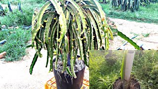 Dragon Fruit - The process of growing and developing dragon fruit trees is extremely effective
