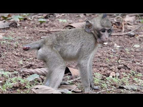 Pity Baby Monkey Cut Tail And Broken Eye ST811 Mono Monkey Video