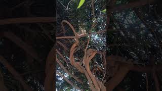 &quot;Two Curious Kittens Hunting from the Tree 🐾🌳&quot; #cat #babycat #hunting #wildlife  #snake_friend_rk