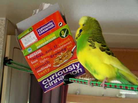 Cinnamon Ball Nintendo DS