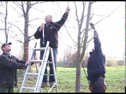 Baumschnitt Lehrgang - RAN1