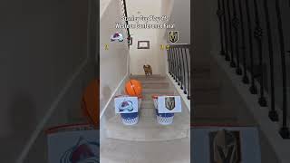 Air Corgi Picks Western Conference Final Winner