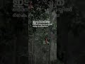 Mazhathullikal Whatsapp Status MG Sreekumar Vettom