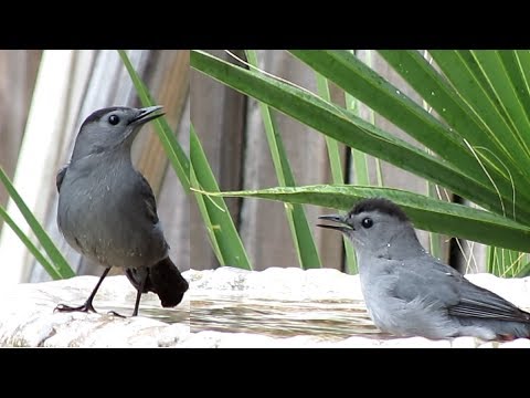 Gray Catbirds Vacationing in Florida for Winter!