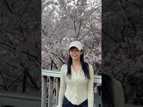 스쳐가는 벚꽃 즐기기_vlog