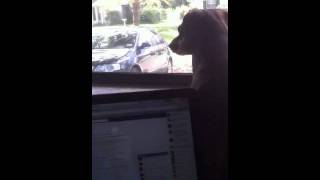 Teddy boy being tortured pt1