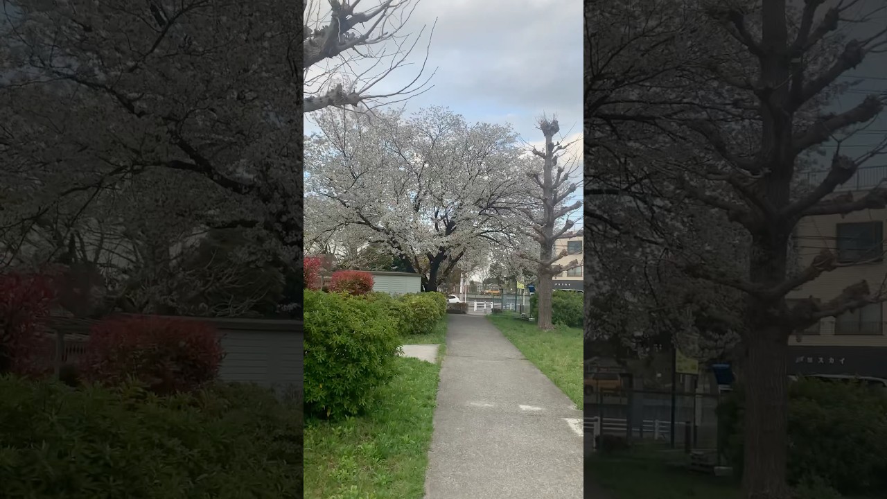 ജപ്പാനിലെ Sakura 🤍 | Japan Malayalam Vlog| White sakura|Somei-yoshino|Cherry blossom|m2m