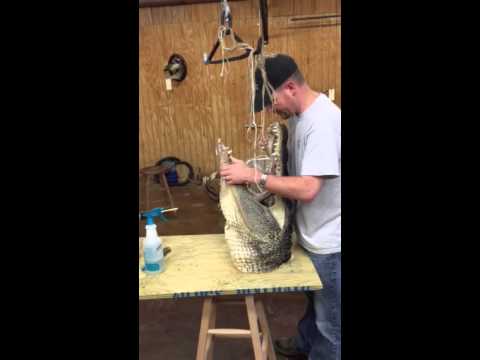 Mounting a gator head