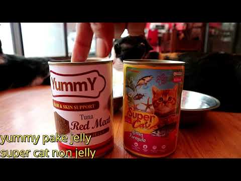 download lagu mp3 mp4 Super Cat Food, download lagu Super Cat Food gratis, unduh video klip Super Cat Food