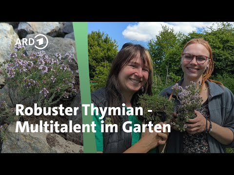 Thyme: Perfect for rock gardens and as ground cover | MDR Garden