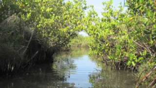 preview picture of video 'Kayaking in Mangrove Tunnels, Thousand Islands, Cocoa Beach'