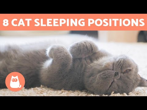 8 CAT SLEEPING POSITIONS 🐱💤 What Do They Mean?