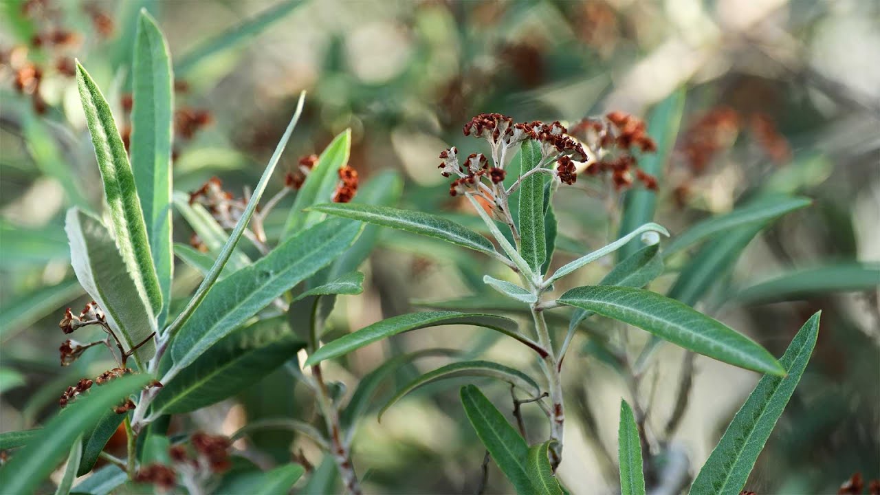 Desert Plants: Arizona Rosewood 