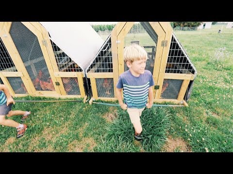 He Uses CHICKENS to MOW the Grass Video