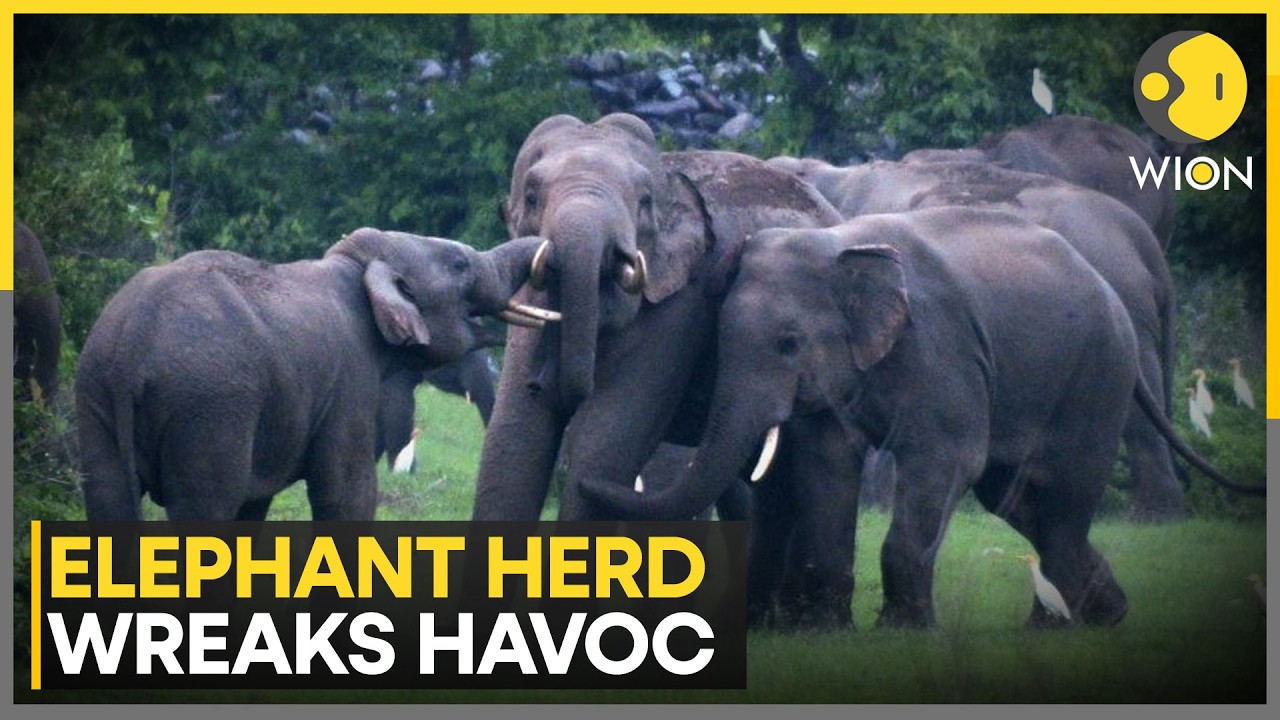 Elephant Herd Wreaks Havoc and Causes Panic in Andhra Pradesh | WION