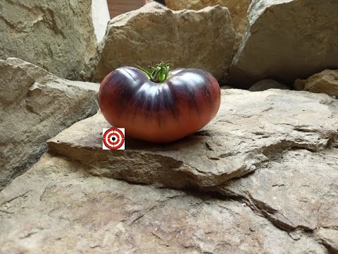 , title : 'Pink Siberian Tiger Tomato'