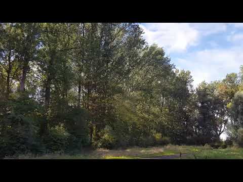 96 poplar and willow trees to be felled at the Selwerderhof in Groningen 2020