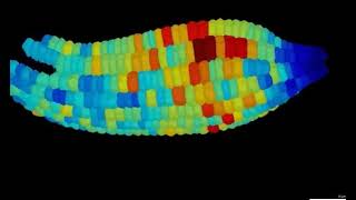 MorphoGraphX with a mature Arabidopsis embryo
