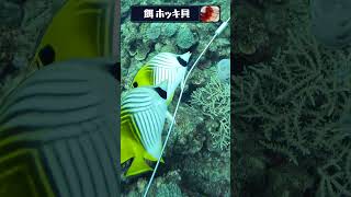ハイサイ探偵団が水中映像を解説したら魚がルパンになった